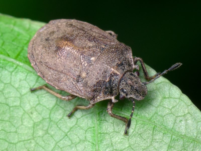 Podops (Podops) inunctus (Fabricius, 1775)